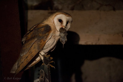 Owls / Uilen