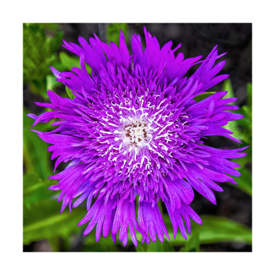 Purple Flower 2.jpg