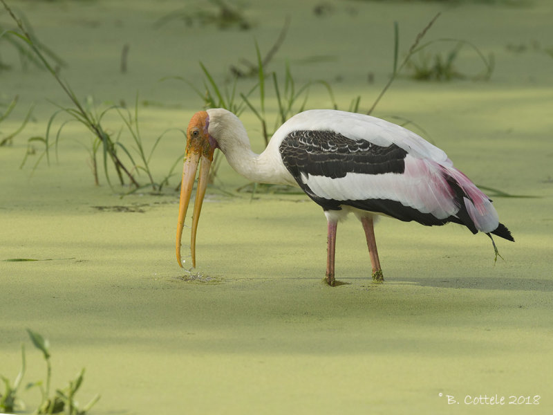 Indische Nimmerzat - Painted Stork - Mycteria leucocephala