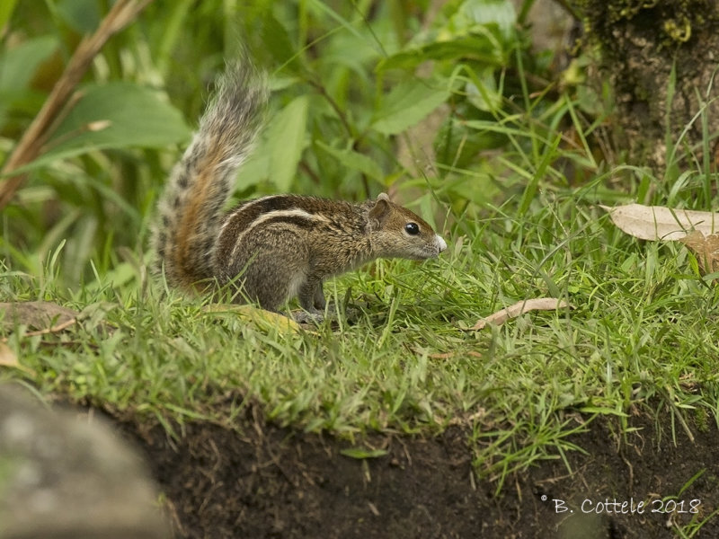  Indische Palmeekhoorn - Indian palm squirrel - Funambulus palmarum