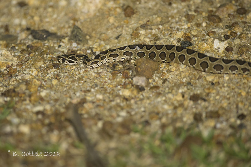 Russells viper - Daboia russelii