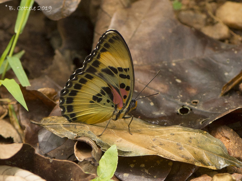 Common themis forester - Euphaedra themis