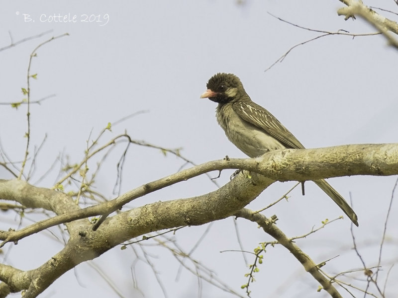 Grote Honingspeurder - Greater Honeyguide -  Indicator indicator