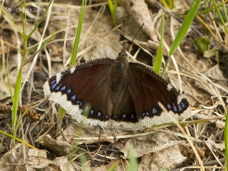 Rouwmantel - Mourning Cloak - Nymphalis antiopa