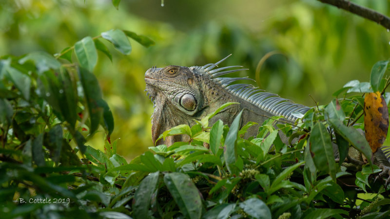 Groene Leguaan - Green iguana - Iguana iguana