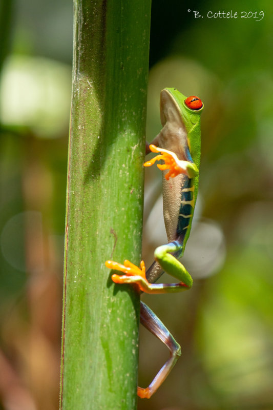 Roodoog-makikikker - Red-eyed Tree Frog - Agalychnis callidryas