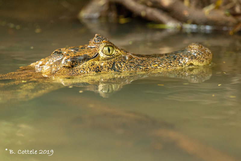 Brilkaaimaan - Spectacled Caiman - Caiman crocodilus