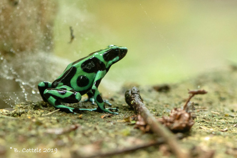 Gouden Pijlgifkikker - Green-and-black Poison Dart Frog -Dendrobates auratus 