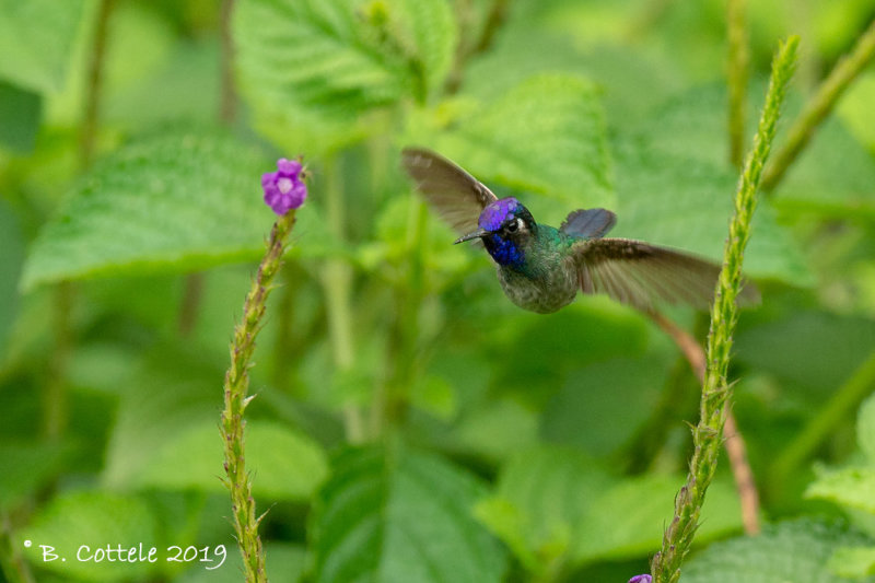 Paarskopkolibrie - Violet-headed Hummingbird - Klais guimeti