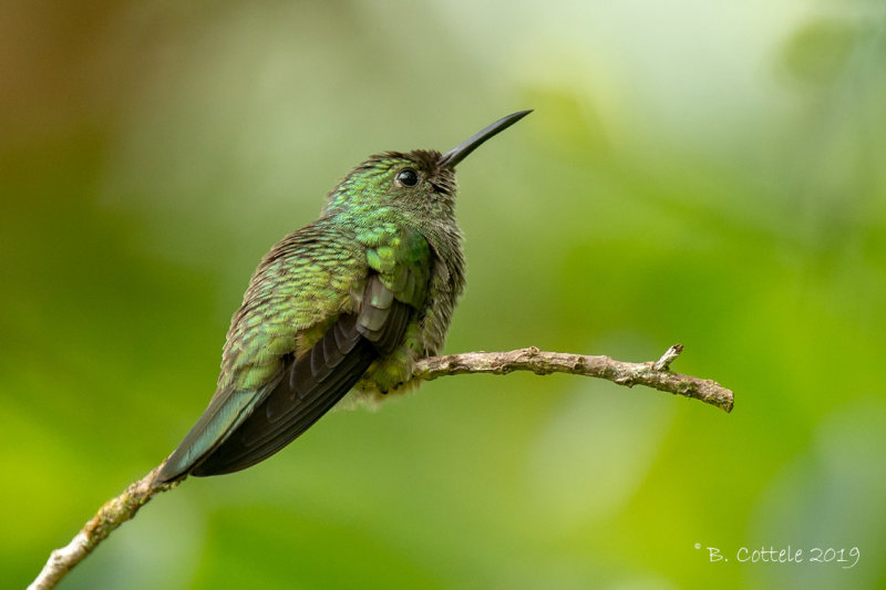 Schubborstkolibrie - Scaly-breasted Hummingbird - Phaeochroa cuvierii