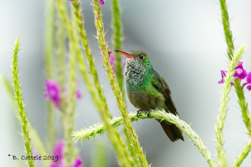 Roodstaartamazilia - Rufous-tailed Hummingbird - Amazilia tzacatl