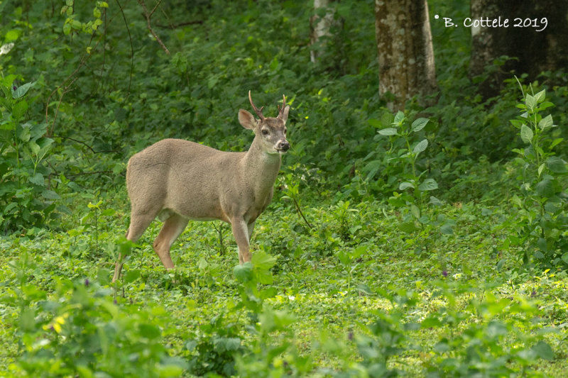 Virginiahert - White-tailed Deer - Odocoileus virginianus