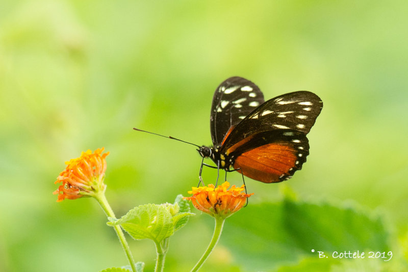 Hecale Longwing - Heliconius hecale 