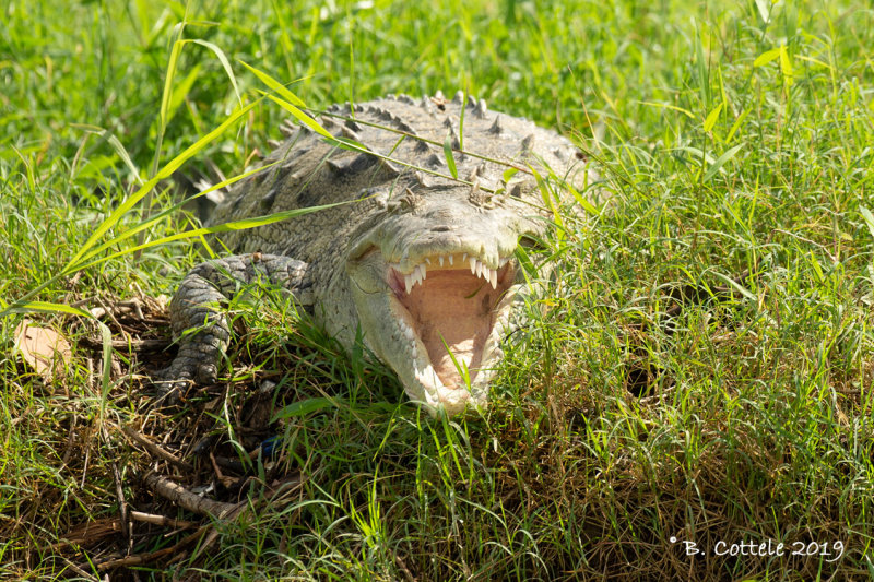 Spitssnuitkrokodil - American Crocodile - Crocodylus acutus