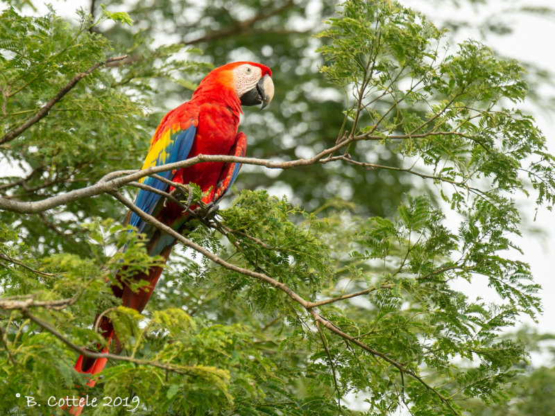 Geelvleugelara - Scarlet Macaw -  Ara macao