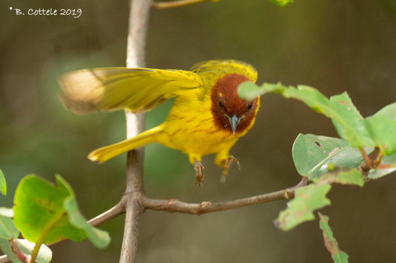 Mangrovezanger - American Yellow Warbler -  Setophaga petechia