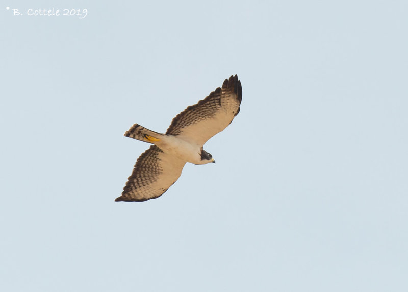 Kortstaartbuizerd - Short-tailed Hawk - Buteo brachyurus