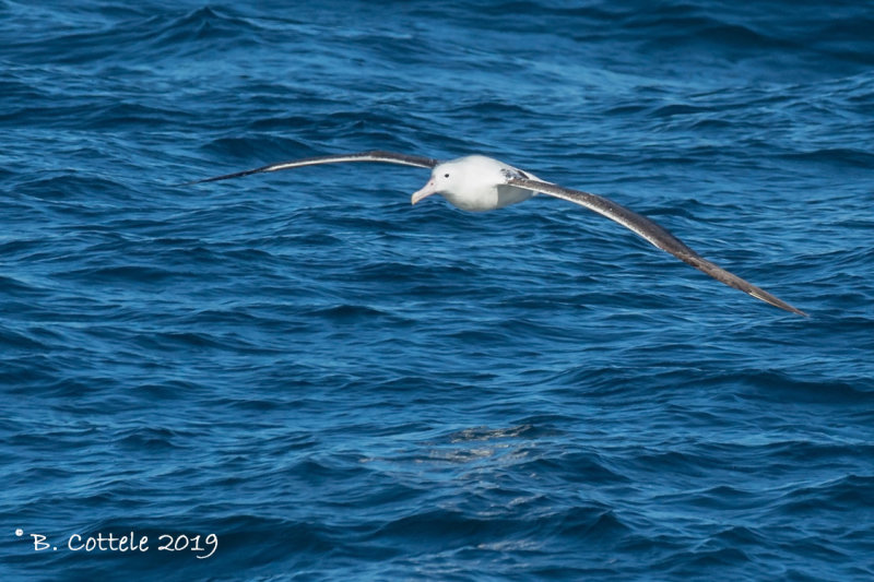 Zuidelijke Koningsalbatros - Southern royal albatross - Diomedea epomophora