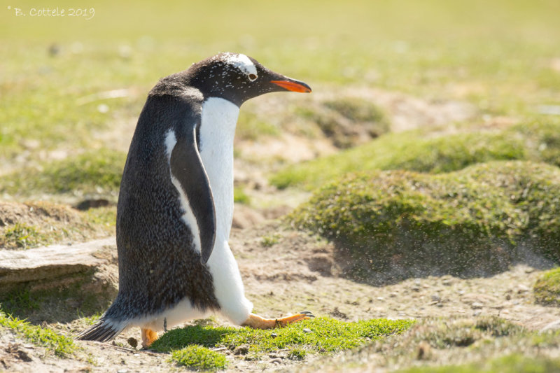 Ezelspingun - Gentoo Penguin - Pygoscelis papua