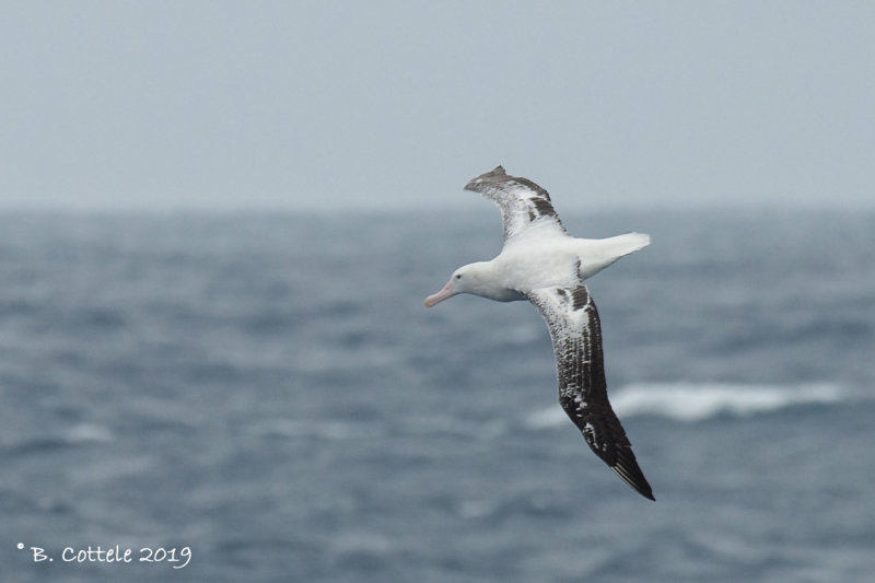 Grote Albatros - Wandering Albatross - Diomedea exulans