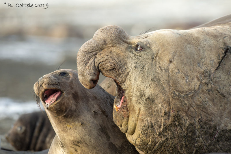 Zuidelijke Zeeolifant - Southern Elephant Seal - Mirounga leonina