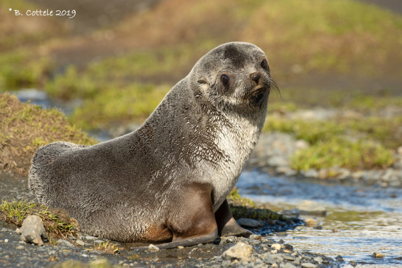 Kerguelenzeebeer - Antarctic Fur Seal - Arctocephalus gazella