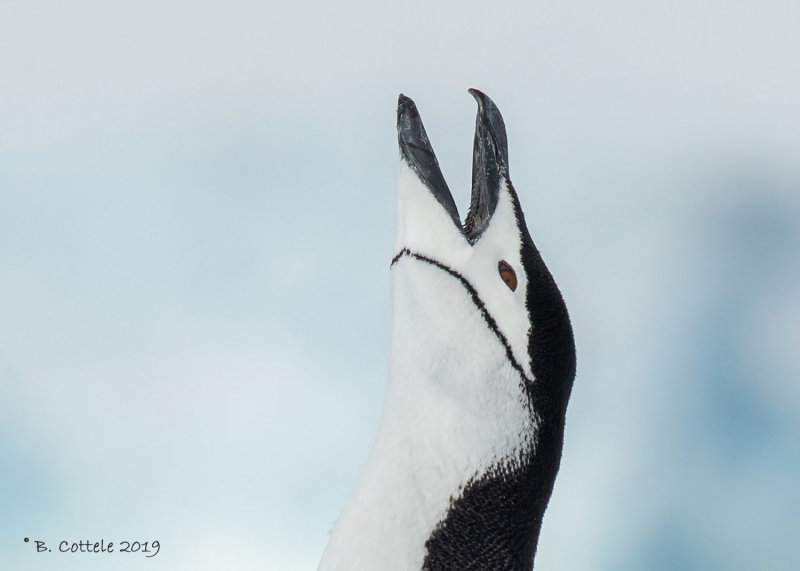 Stormbandpingun - Chinstrap Penguin - Pygoscellis antarctica