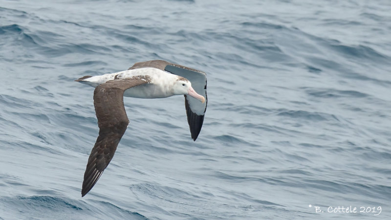Grote Albatros - Wandering Albatross - Diomedea exulans