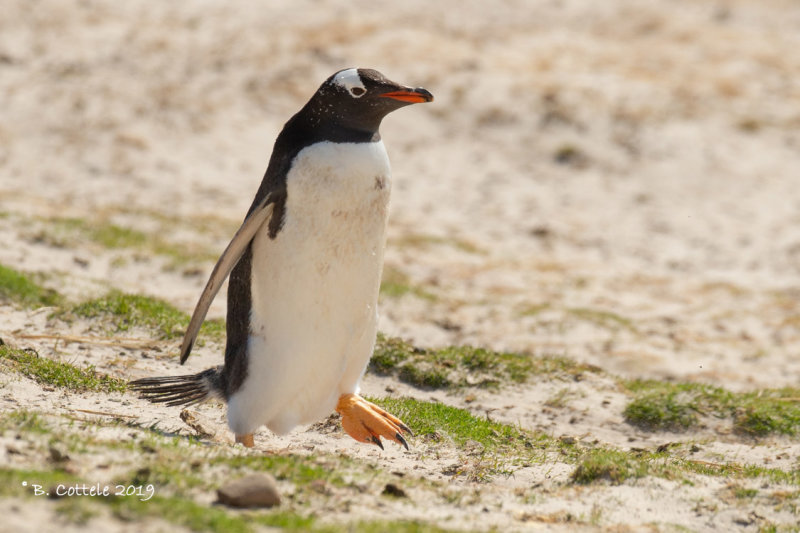 Ezelspingun - Gentoo Penguin - Pygoscelis papua