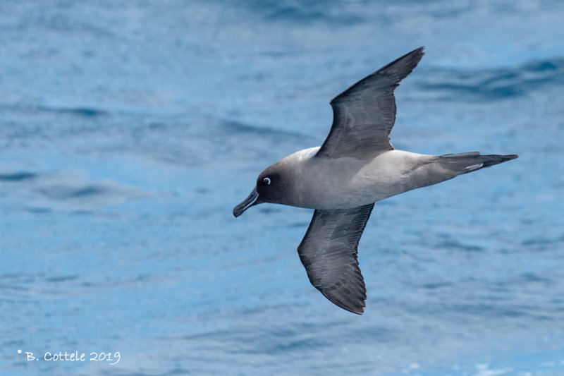 Roetkopalbatros - Light-mantled Sooty Albatross - Phoebetria palpebrata