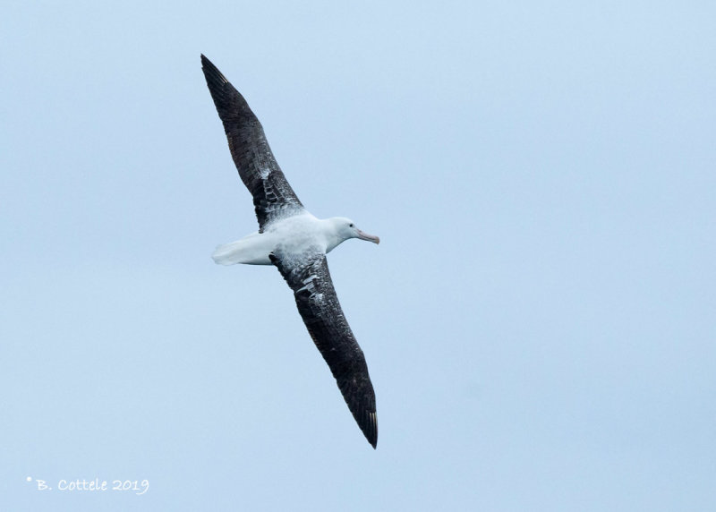 Zuidelijke Koningsalbatros - Southern Royal Albatross - Diomedea epomophora  