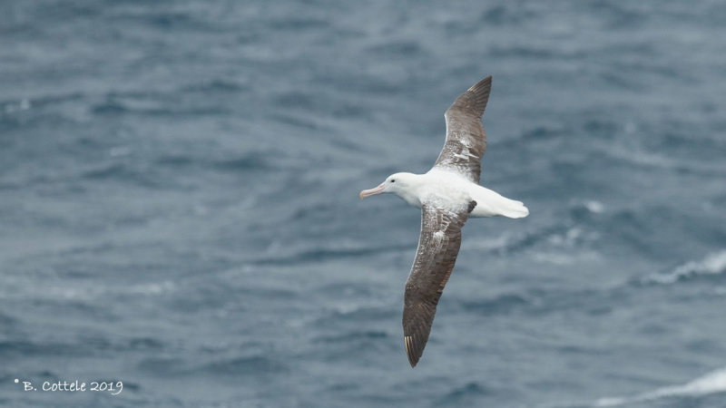 Zuidelijke Koningsalbatros - Southern Royal Albatross - Diomedea epomophora