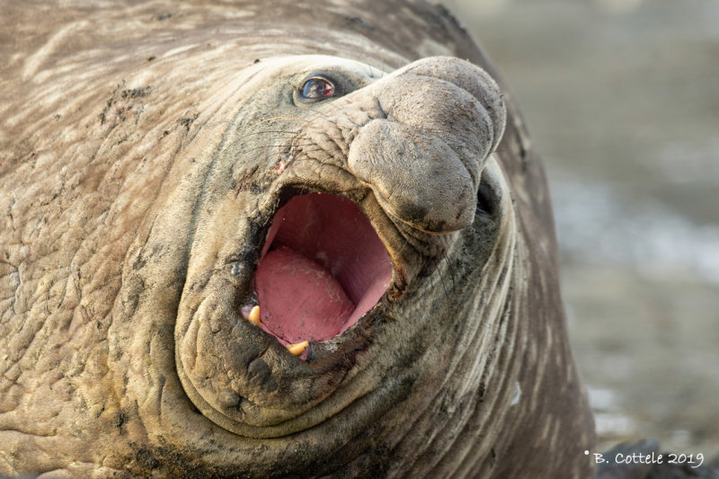 Zuidelijke Zeeolifant - Southern Elephant Seal - Mirounga leonine