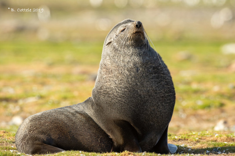 Kerguelenzeebeer - Antarctic Fur Seal - Arctocephalus gazelle
