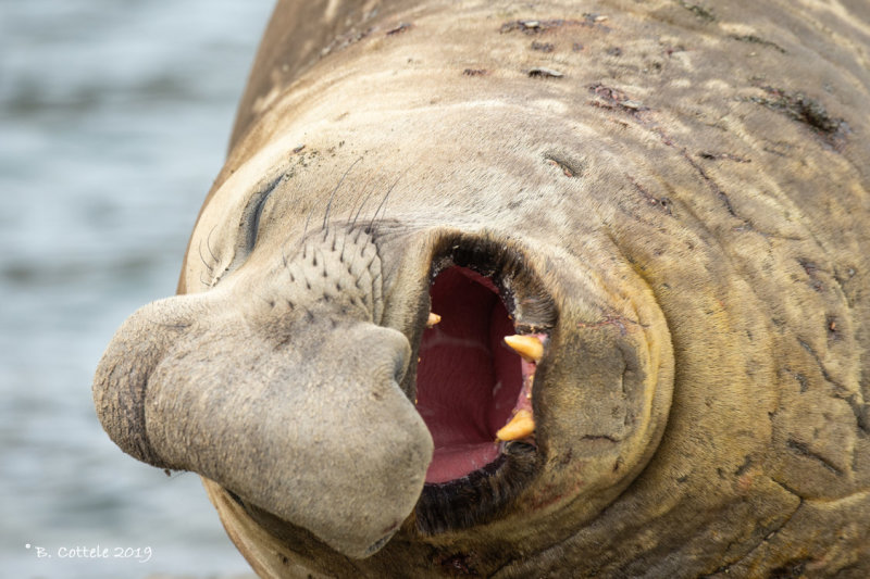 Zuidelijke Zeeolifant - Southern Elephant Seal - Mirounga leonine