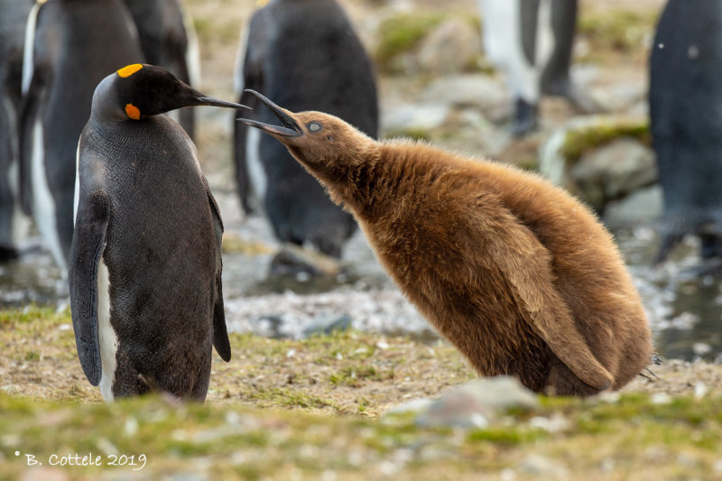 Koningspingun - King Penguin - Aptenodytes patagonicus