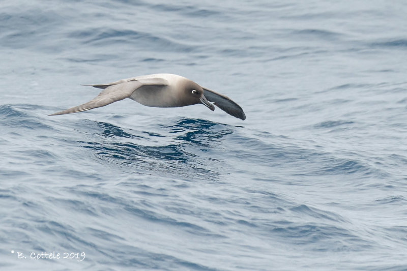Roetkopalbatros - Light-mantled Sooty Albatross - Phoebetria palpebrata