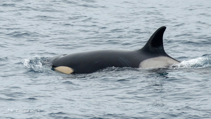 Zwaardwalvis - Killer Whale - Orcinus orca 