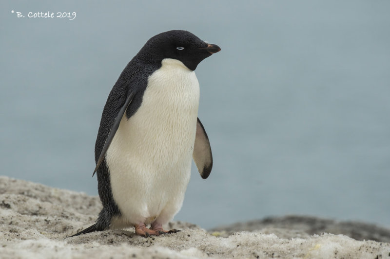 Adliepingun - Adlie Penguin - Pygoscelis adeliae