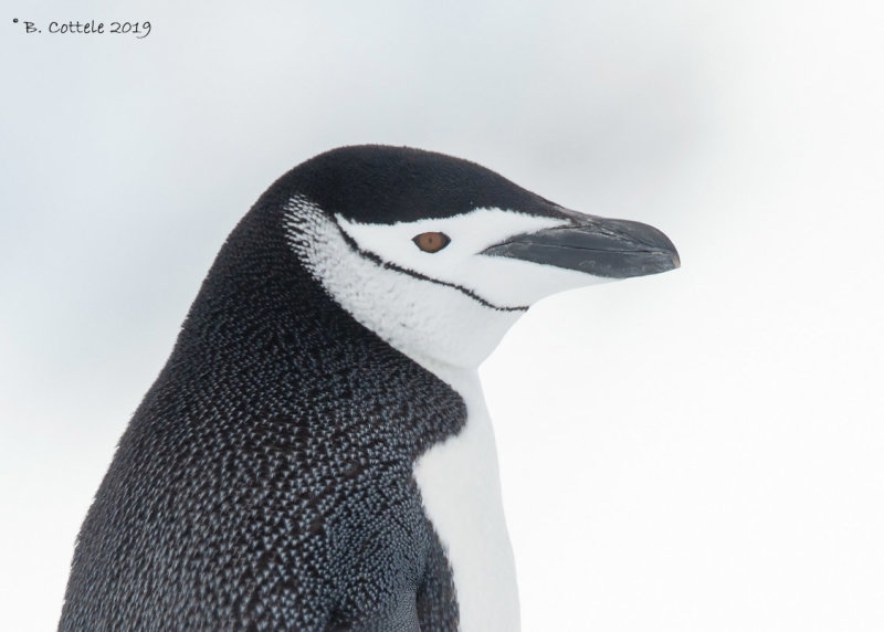 Stormbandpingun - Chinstrap Penguin - Pygoscelis antarcticus