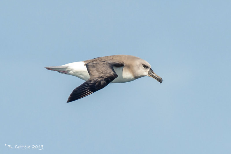 Grijskopalbatros - Grey-headed Albatross - Thalassarche chrysostoma