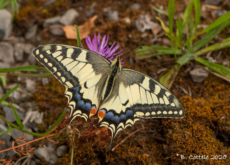 Koninginnepage - Swallowtail - Papilio machaon