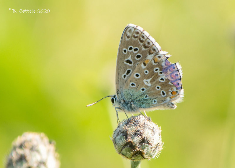 Adonisblauwtje - Adonis blue - Lysandra bellargus