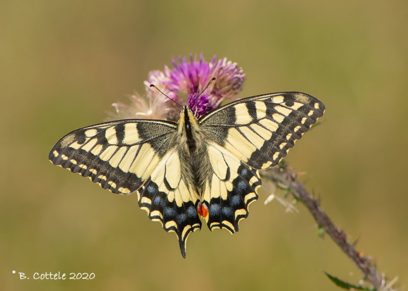 Koninginnepage - Old World swallowtail - Papilio machaon