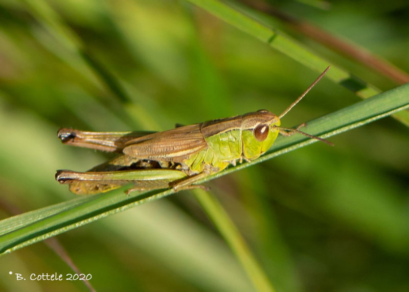 Krasser - Meadow grasshopper - Pseudochrthippus parallelus