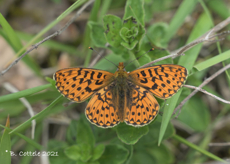 Zilvervlek - Pearl-bordered fritillary - Boloria euphrosyne