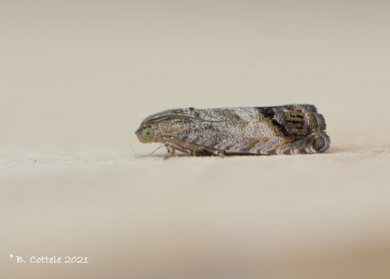 Gewone spiegelmot - Chestnut tortrix - Cydia splendana