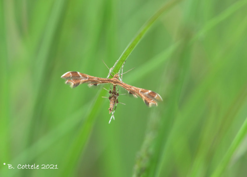 Havikskruidvedermot - Oxyptilus chrysodactyla