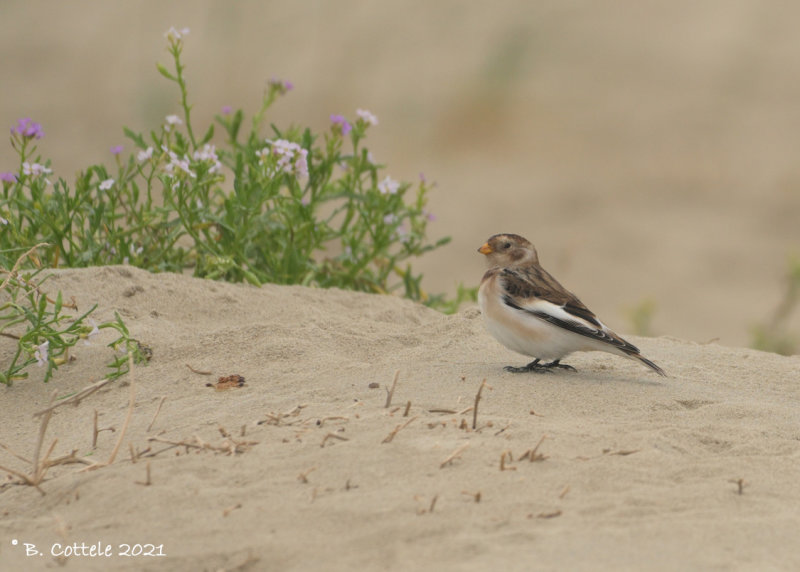 Sneeuwgors - Snow bunting - Plectrophenax nivalis