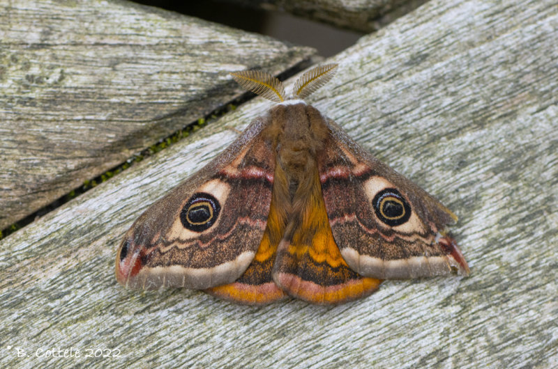 Nachtpauwoog - Small emperor moth - Saturnia pavonia